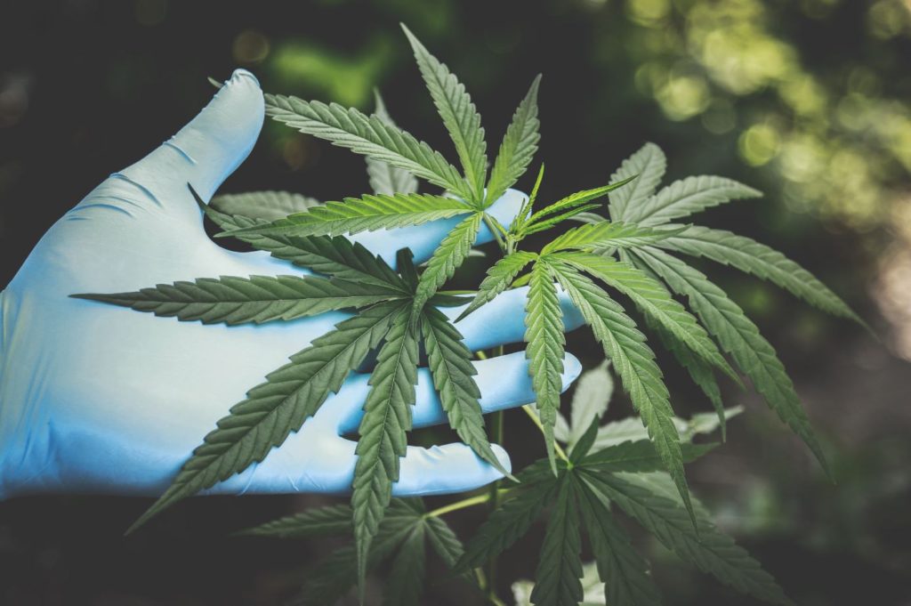 Marijuana Plant and Clones